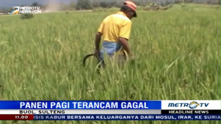 100 Hektare Sawah di Kabupaten Buol Diserang Hama Ulat