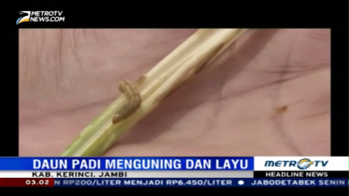 Hama Ulat Serang Puluhan Hektare Sawah di Kerinci