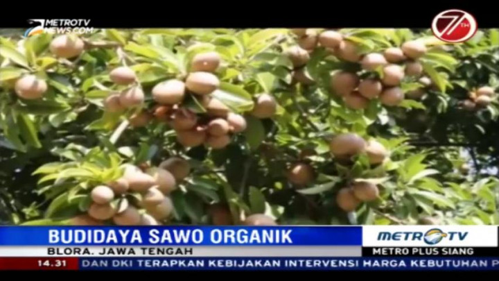 Warga Blora Geluti Budidaya Sawo Organik