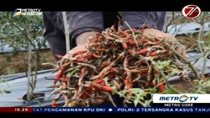 Hama Patek Usik Panen Cabai di Blora