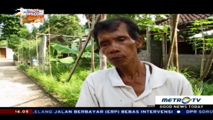 Kiprah Petani Pisang Lokal Mendunia