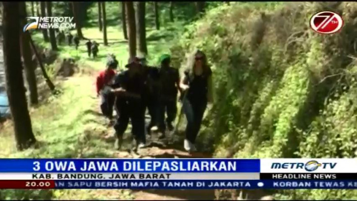 Tiga Ekor Owa Jawa Dilepasliarkan di Gunung Puntang