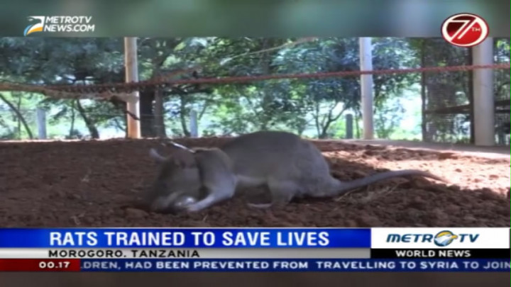 Rats Trained to Save Lives