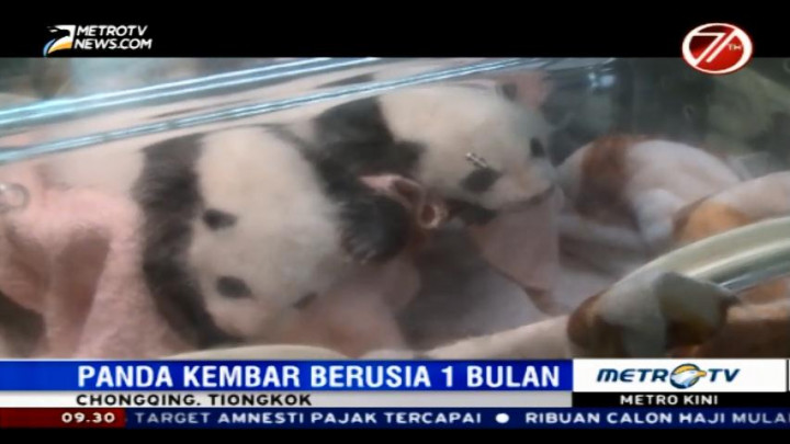 Panda Kembar Lahir di Tiongkok