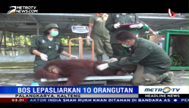 10 Orangutan Dilepasliarkan di Taman Nasional Bukit Baka