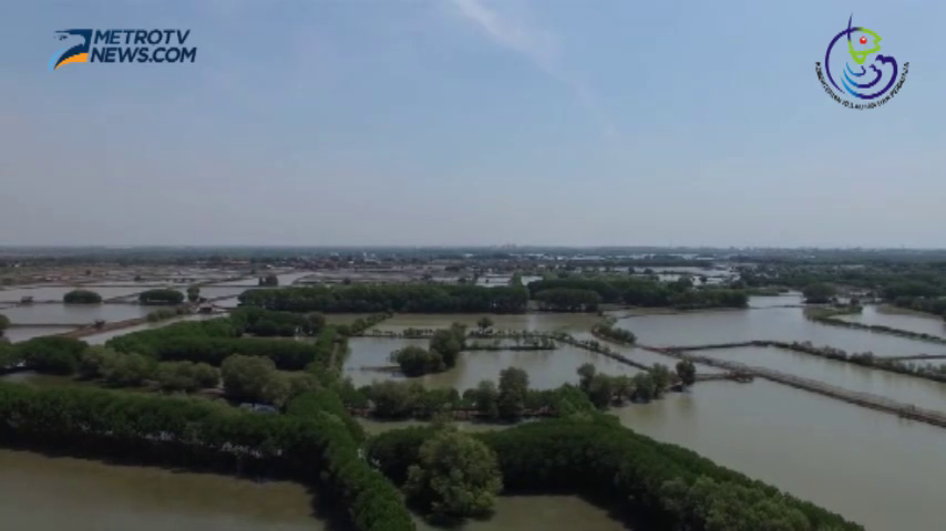 Manfaat Mangrove Bagi Kesejahteraan Masyarakat