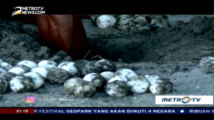 Pembalakan Lestari di Sawendui (2)