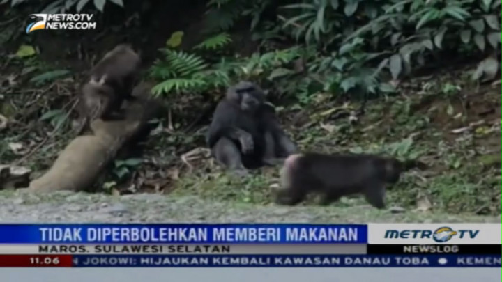 Makanan Manusia Membahayakan Kesehatan Monyet Macaca Maura