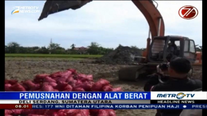 BKP Kelas II Medan Musnahkan 15,6 Ton Bawang Merah Ilegal