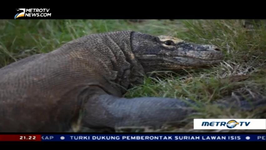Jejak Kaki Komodo (3)
