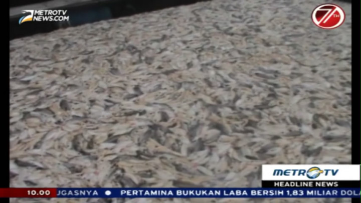 Puluhan Ton Ikan di Waduk Kedung Ombo Mati Mendadak