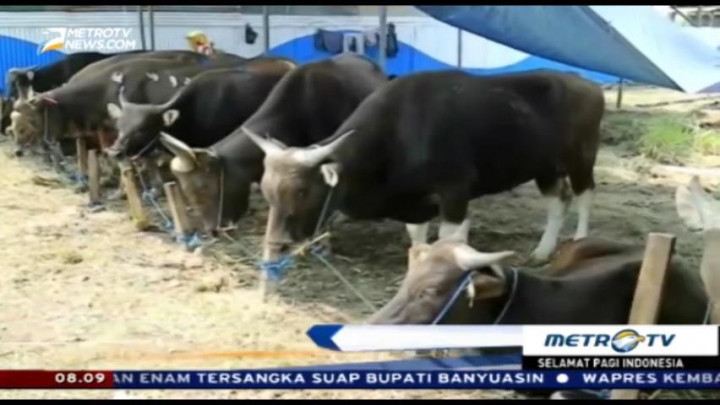 Petugas Temukan Lembaga Sosial Jual Sapi dari Donatur