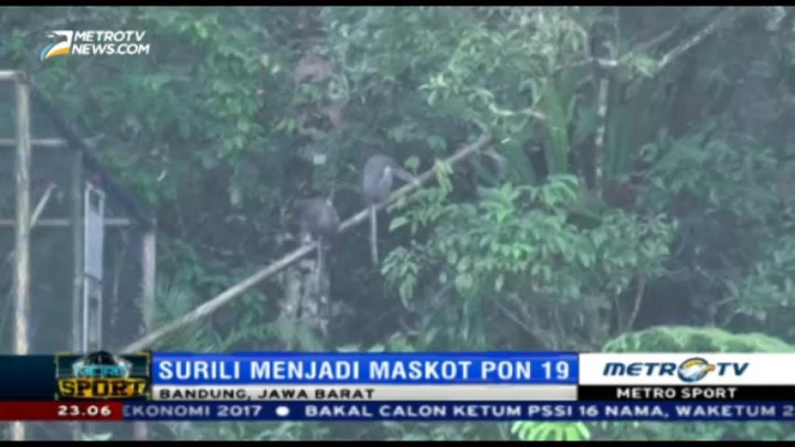 Gubernur Jabar Lepaskan Sepasang Surili di Hutan Ciwidey