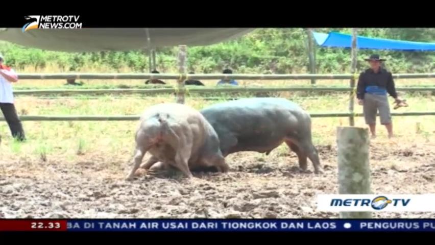 Tradisi Leluhur Tana Toraja