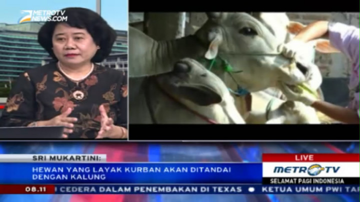 Yuk, Kenali Ciri-ciri Hewan Kurban yang Sehat