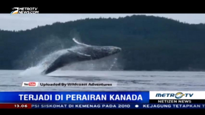 Atraksi Paus Bungkuk di Kanada