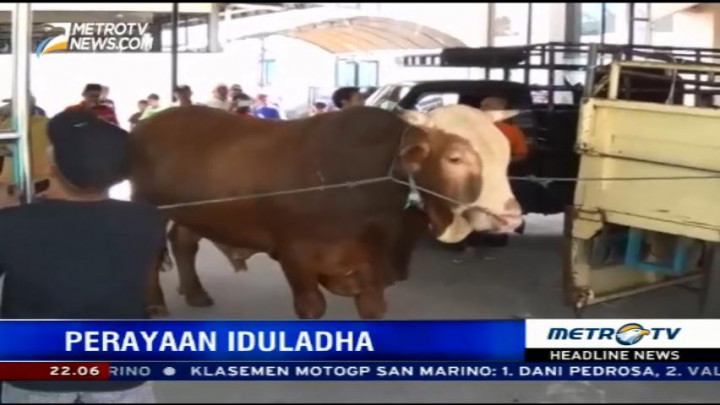 Jokowi Sumbang Sapi Seberat 1 Ton untuk Banjarmasin