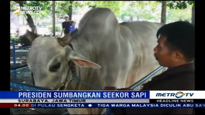 Sapi Sumbangan Jokowi Tiba di Masjid Al Akbar Surabaya