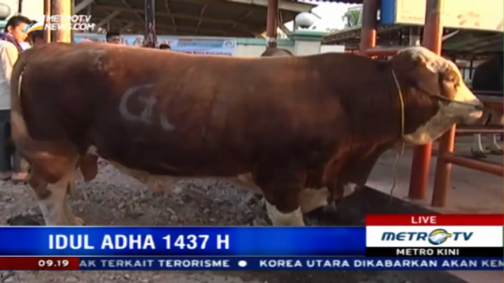 Jokowi Kurban Sapi 1,2 Ton di Palembang