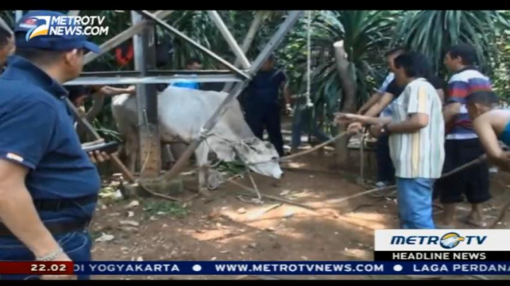 Garda Pemuda NasDem Potong Hewan Kurban