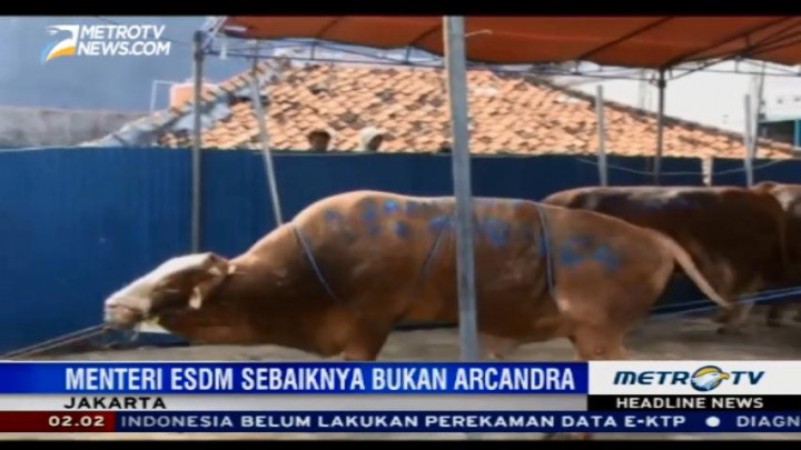 Anggota DPR Ahmad Sahroni Berkurban 15 Ekor Sapi
