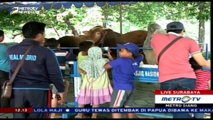 Sebelum Disembelih, Warga Abadikan Sapi Kurban Jokowi