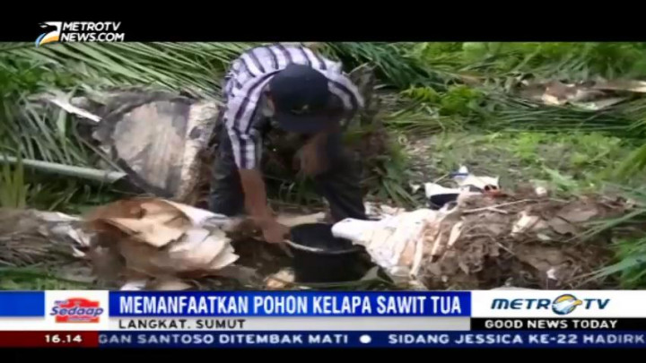 Warga Langkat Sulap Limbah Pohon Sawit Jadi Gula Aren