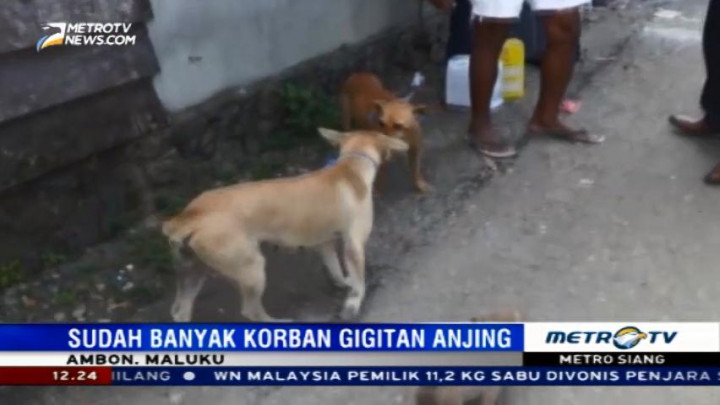 Petugas Beri Vaksin Antirabies untuk Anjing Warga