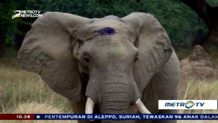 Senapan Angin Ancam Satwa Liar