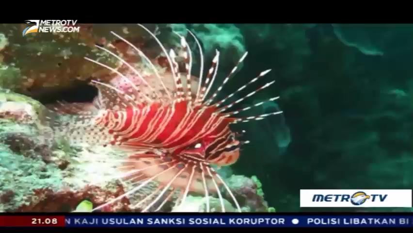 Surga Bahari di Tanah Wakatobi (2)