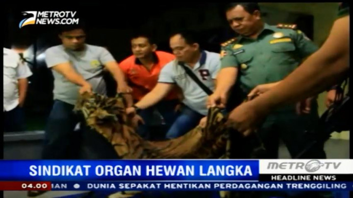 Tim KLHK Bongkar Sindikat Pemburuan Harimau Sumatera