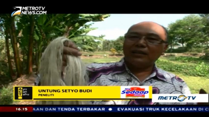 Mengenal Pisang Unik, Abaka