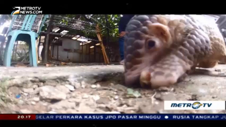 Satwaku Sayang, Satwaku Malang