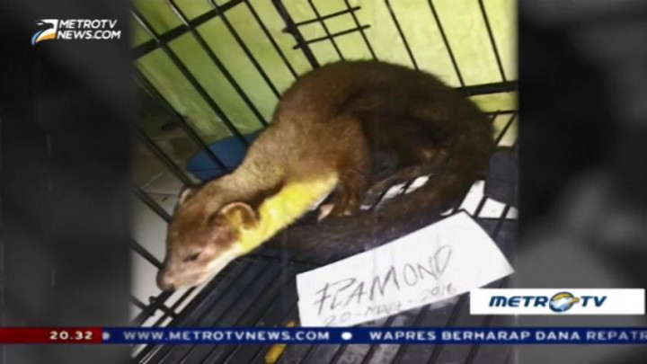 Perdagangan Satwa Langka Rambah Pasar Online