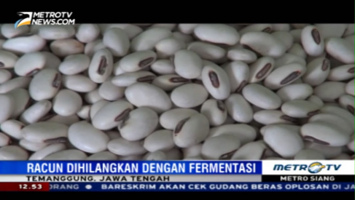 Warga Temanggung Sulap Kacang Bersianida Jadi Makanan Bergizi
