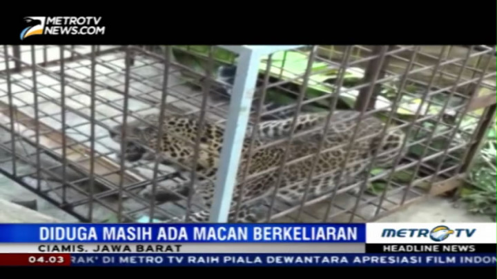 Resahkan Warga, BKSDA Ciamis Amankan Seekor Macan Tutul