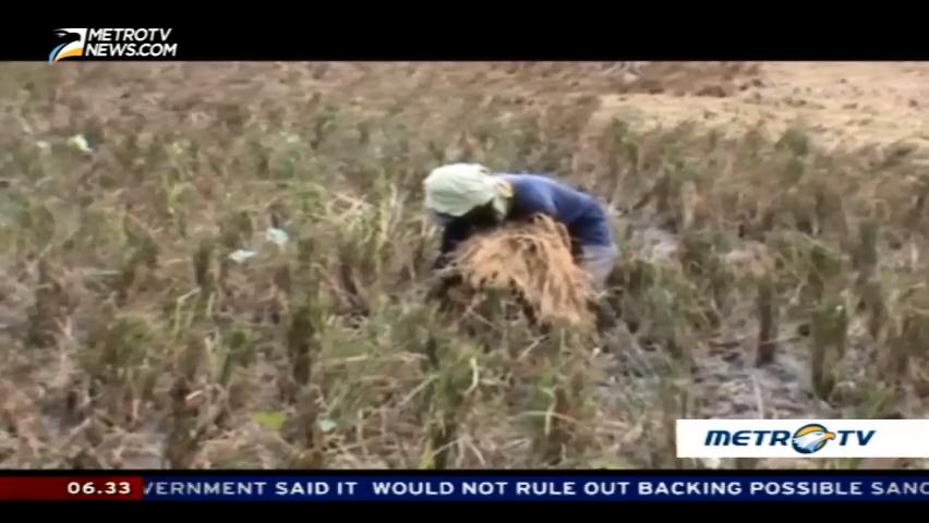 Bad Weather Ruins Hectares of Rice Fields