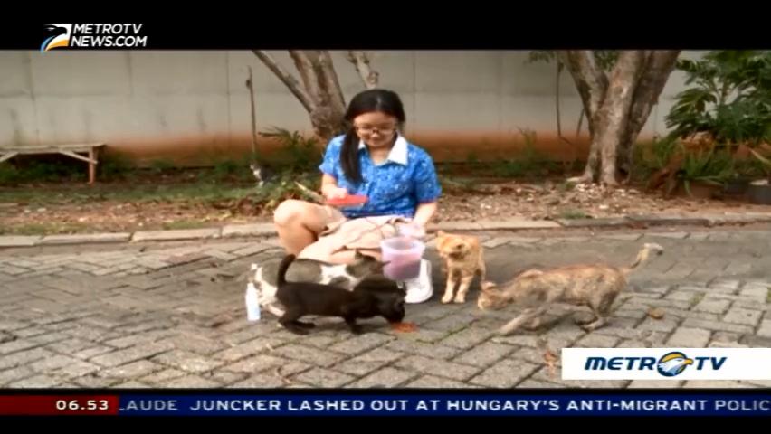 Stray Cat Rescue in Jakarta