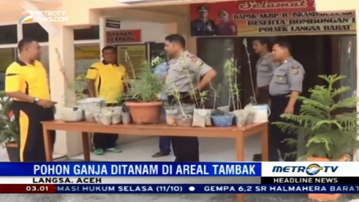 Polsek Langsa Sita Puluhan Batang Pohon Ganja
