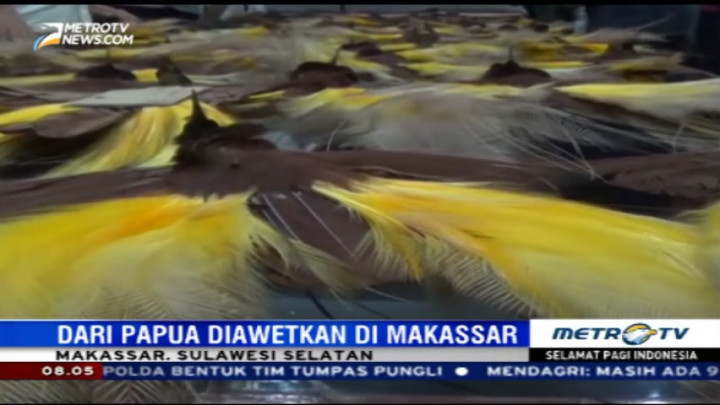 BBKSDA Sulsel Gagalkan Penyelundupan Ratusan Ekor Cendrawasih dan Kasuari Hasil Awetan