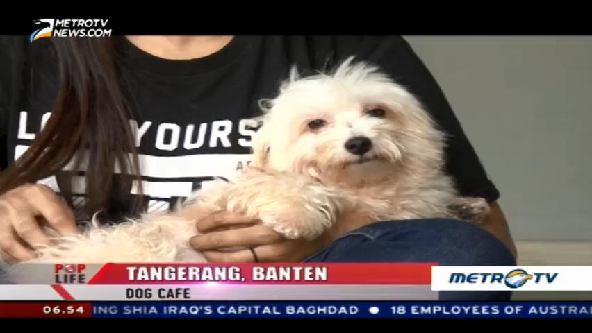 The Dog Cafe, Coffee Cups & Playing Pups In Tangerang