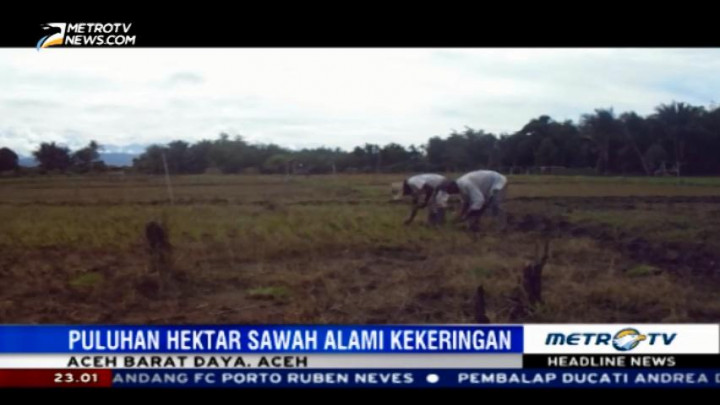 Petani di Aceh Barat Daya Terancam Gagal Tanam Akibat Kekeringan
