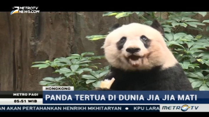 Jia Jia, Panda Tertua di Dunia Mati