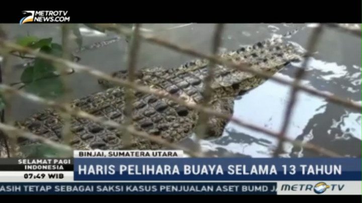 BKSDA Evakuasi Paksa Buaya Muara yang Dipelihara Warga di Binjai