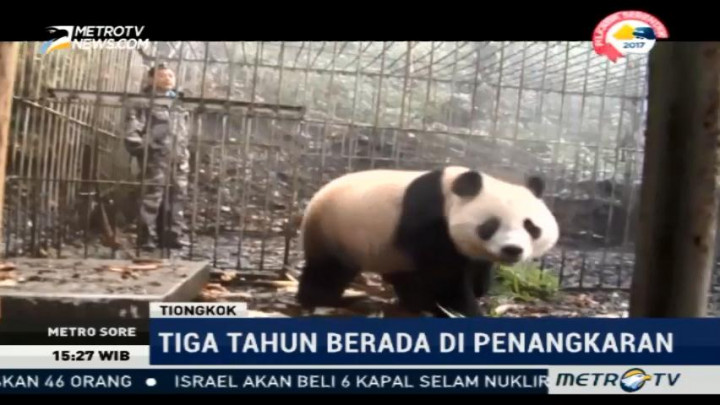 3 Tahun di Penangkaran, 2 Panda Raksasa Dilepasliarkan