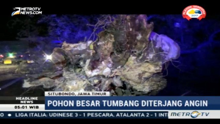 Pohon Tumbang Sebabkan Jalur Pantura Situbondo Macet