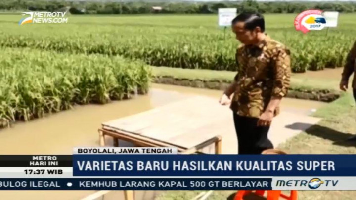 Jokowi Puas dengan Hasil Panen Varietas Padi Baru