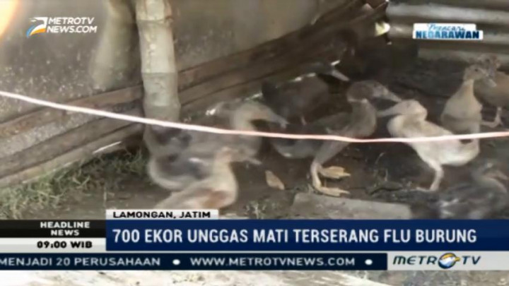 700 Ekor Unggas di Lamongan Mati Terserang Flu Burung