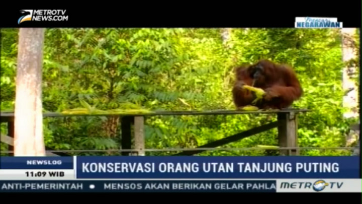 Konservasi Orang Utan di Taman Nasional Tanjung Puting