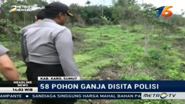 Polisi Gerebek Ladang Ganja di Area Zona Merah Sinabung